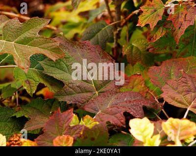 Nahaufnahme des herbstfarbenen Blattes des Laub-Staudenstrauch Hortensia quercifolia Harmony. Stockfoto