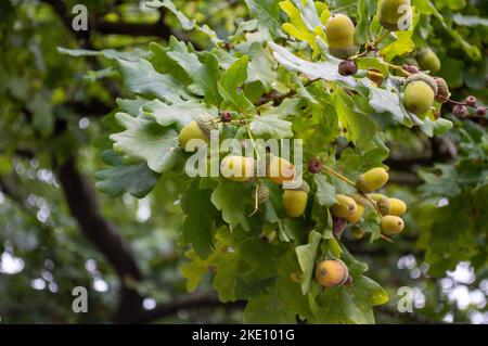 Reife Eicheln auf einer Eiche im Herbst Stockfoto