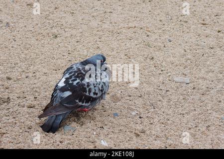 Feral Pigeon (Columba livia domestica) auf einem Sandstrand. Graue Taube von hinten gesehen. Ein Kopierbereich auf der rechten Seite des Fotos. Stockfoto