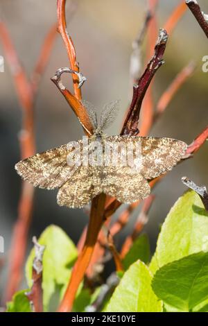 Heidespanner, Heide-Spanner, Heideland-Tagspanner, Männchen, Ematurga atomaria, Heide, Heide Motte, Heide Motte, männlich, la Phalène picotée, Stockfoto