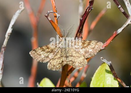 Heidespanner, Heide-Spanner, Heideland-Tagspanner, Männchen, Ematurga atomaria, Heide, Heide Motte, Heide Motte, männlich, la Phalène picotée, Stockfoto