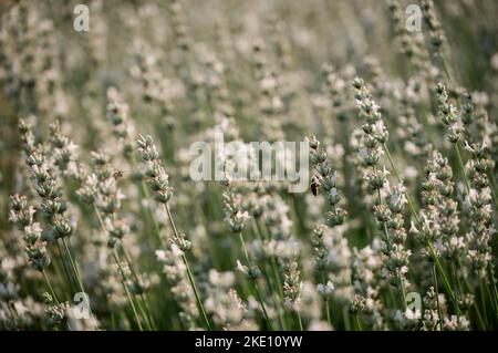 Ein selektiver Fokus einer Biene, die einen Lavendel bestäubt, der an einem sonnigen Tag auf einem Feld in Corbett, Oregon, wächst Stockfoto