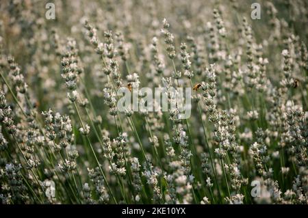 Ein selektiver Fokus einer Biene, die einen Lavendel bestäubt, der an einem sonnigen Tag auf einem Feld in Corbett, Oregon, wächst Stockfoto