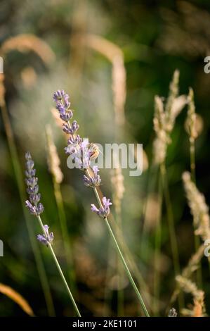 Eine vertikale Nahaufnahme einer Biene, die einen Lavendel bestäubt, der an einem sonnigen Tag auf einem Feld in Corbett, Oregon, wächst Stockfoto