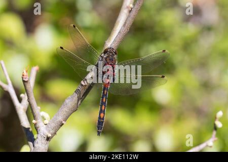 Nordische Moosjungfer, Männchen, Leucorrhinia rubicunda, Leucorhinia rubicunda, Northern White-Faced Darter, Northern Whitefaced Darter, männlich Stockfoto