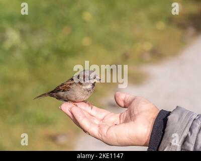 Eine Frau füttert Sperling aus ihrer Handfläche. Ein Vogel sitzt auf der Hand einer Frau und isst Samen. Tierpflege im Herbst oder Winter. Stockfoto