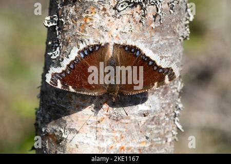 Trauermantel, Nymphalis antiopa, Trauermantel, Camberwell Beauty, große Überraschung, Weißer Petticoat, Le Morio, Edelfalter, Nymphalidae Stockfoto