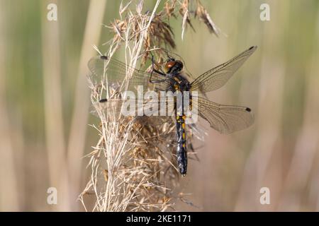 Zierliche Moosjungfer, Weibchen, Leucorrhinia caudalis, lilypad whiteface, weiblich, la Leucorrhine à große Schlange Stockfoto