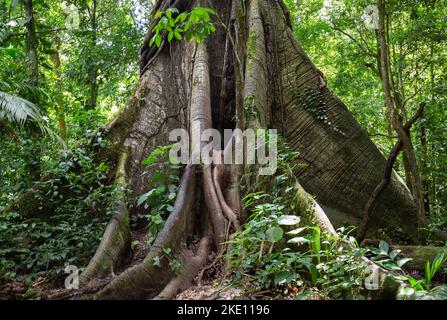 Strangler Feige mit großen Wurzeln und Kletterpflanze im Regenwald Costa Ricas. Stockfoto