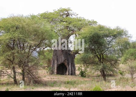 Ein afrikanischer Baobab-Baum mit einem Loch im Baumstamm, in der Mitte des Bildes. Das Bild wurde in Tansania aufgenommen. Stockfoto