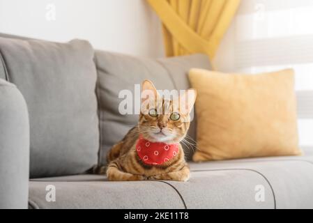 Bengalkatze mit einem Schal um den Hals sitzt auf dem Sofa im Zimmer. Stockfoto