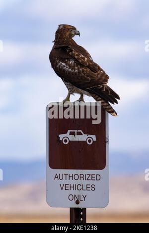 Hawk thront humorvoll und trotzig auf abgenutzten, schmutzigen, ZUGELASSENEN FAHRZEUGEN NUR am Lower Klamath National Wildlife Refuge in Kalifornien Stockfoto