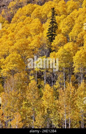 Herbstgoldspen sind gelbe Menschenmassen um einzelne immergrüne Bäume in Herbstfarben entlang des Highway 89 in Utah, USA, in vertikaler Landschaft Stockfoto