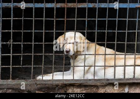 Nahaufnahme Bild Von Labrador Retriever Dog, Der Durch Grille Schaut Stockfoto
