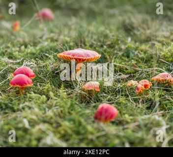 Scarlet Waxcap essbare Pilze (Hygrocybe coccinea) auf natürlichem Grasland im englischen Lake District gefunden. Stockfoto