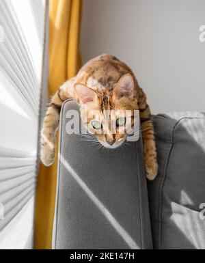 Eine orangefarbene Katze ruht auf einem Sofa im Wohnzimmer in der Nähe des Fensters. Stockfoto