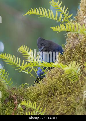 Nahaufnahme eines Vogels aus dem eichelhäher, der bei Tageslicht auf einem Baumzweig thront Stockfoto