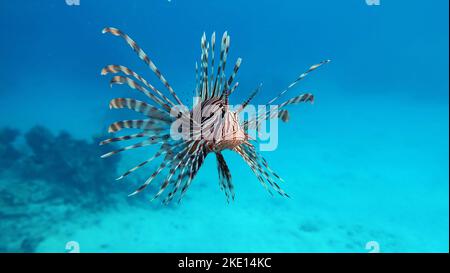 Löwenfisch im Roten Meer in klarem blauem Wasser auf Nahrungssuche. Löwenfisch. Fisch - eine Art Knochenfisch Ostechthyes. Scorpaenidae. Löwenfisch-Krieger. Stockfoto