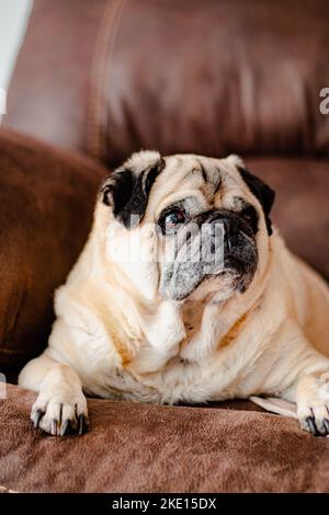 Vorderansicht Haustier Porträt Nahaufnahme der Pug of Brown Couch Stockfoto