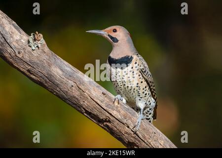 Eine selektive Fokusaufnahme eines männlichen nördlichen Flimmervogels, der bei Tageslicht auf einem Baumzweig thront Stockfoto