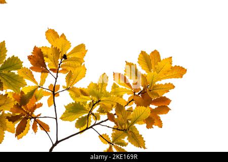Vergilbte Eichenlaub auf einem weißen Hintergrund. Herbst Eichenzweig mit gelben Blätter auf Weiß Stockfoto