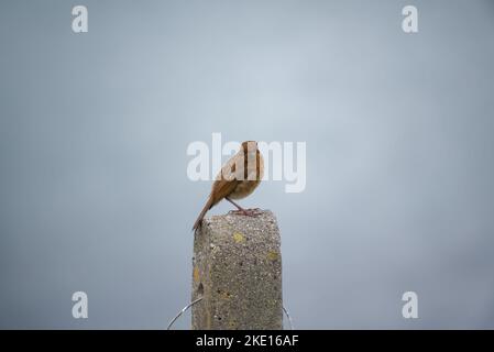 Nahaufnahme eines jungen europäischen Robin (Erithacus rubecula) Vogels mit gesprenkeltem braunem Federgefieder, der auf der Stange steht. Grauer unscharfer Hintergrund. Stockfoto