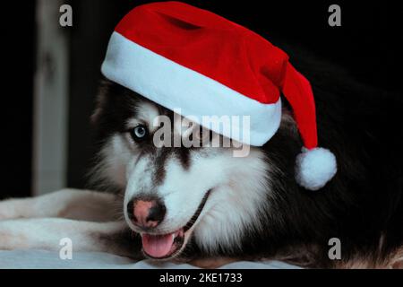Ein Porträt eines sibirischen Husky mit Heterochromie und einem roten Weihnachtshut auf dem Bett Stockfoto