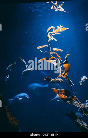 Nahaufnahme einer Wasserpflanze in blauem Wasser mit darin schwimmenden Fischen. Stockfoto