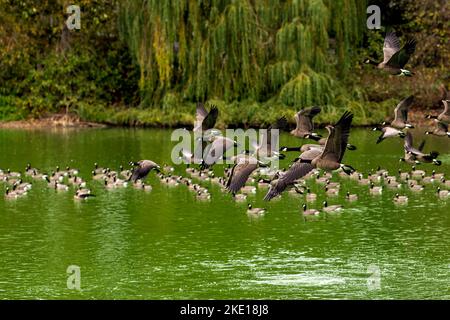 Augenfoto einer Herde Kanadagans (Branta canadensis), Kanadagänse im Flug über einen See in British Columbia, Kanada Stockfoto