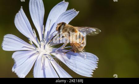 Eine Nahaufnahme einer gelben Honigbiene, die eine blaue Blume bestäubt Stockfoto