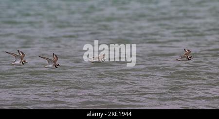 Eine Gruppe von vier Ringelpfeifer ( Charadrius hiaticula ) ein Flug über die Atlantikküste von Connemara , Irland . Stockfoto