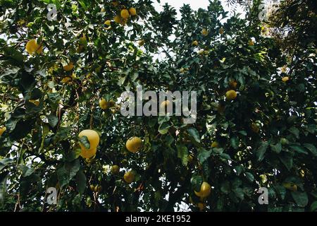 Pomelo Früchte auf den Bäumen im Zitrusgarten. Pomelo ist das traditionelle neue Jahr Essen in Vietnam Stockfoto