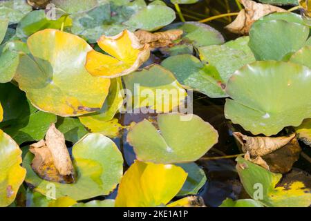Nahaufnahme des Teiches in der Sonne mit Seerosen und grünen großen Blättern bedeckt, um als Hintergrund zu verwenden Stockfoto