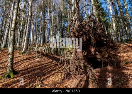 Ein großer Baum hat seine Wurzeln aufgedeckt, nachdem er aus dem Boden gerissen wurde, Badia Prataglia, Arezzo, Italien Stockfoto