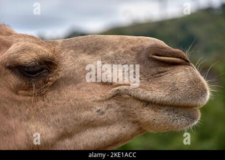 Detail des Kopfes eines Dromedars. Wolkiger Himmel, Textur, Haare, Augen, Nase, Lächeln im Mund Stockfoto