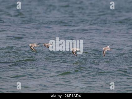 Vier Sanderling (Calidris alba) fliegen über die Wellen der Atlantikküste von Connemara, Irland. Stockfoto