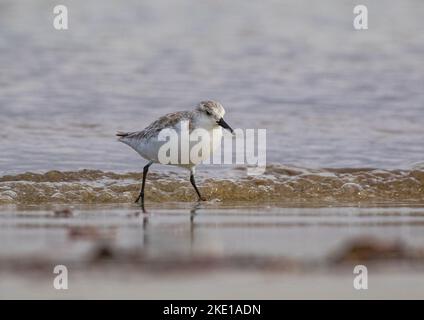 Ein Sanderling (Calidris alba) läuft am Ufer und fängt Futter ein. Stockfoto