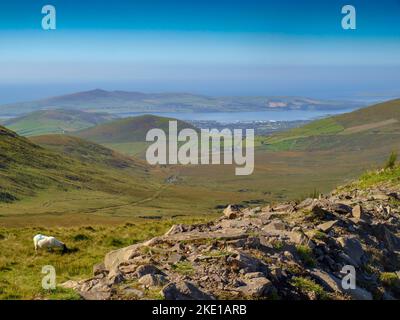 Irische Schafe auf eine grüne Wiese mit Dingle und Dingle Bay in der dunstigen Hintergrund auf der Halbinsel Dingle in Irland. Stockfoto