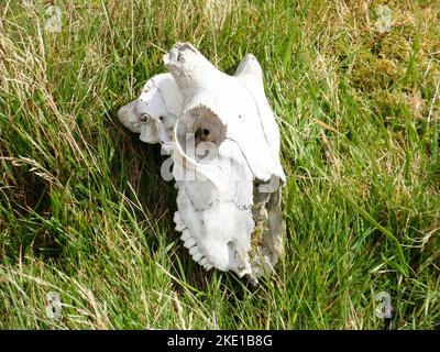 Schädel eines Schafes im grünen Gras irgendwo in Irland Stockfoto