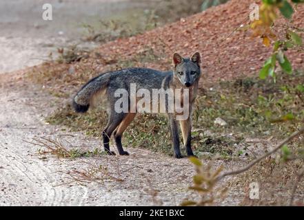 Krabbenfressender Fuchs (Cerdocyon thous) Erwachsener, der am Abend auf einer Feldbahn steht Pantanal, Brasilien. Juli Stockfoto