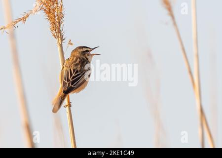Sedge-Waldsänger, der im Schilf singt Stockfoto