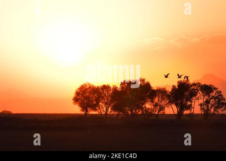 Silhouetten bei Sonnenuntergang. Der Sonnenuntergang wurde im Gegenlicht aufgenommen. Hintergrund mit Rottönen. Selektiver Fokus. Stockfoto