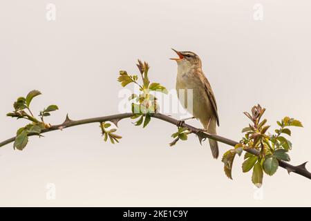 Sedge-Waldsänger, der auf einem Ast singt Stockfoto
