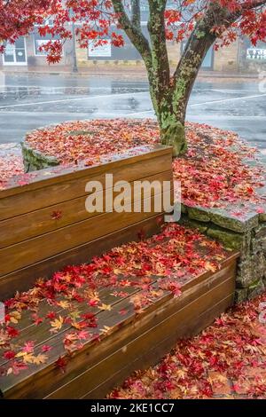 Bunte gefallene Ahornblätter bedecken an einem nebligen Herbstmorgen einen Bürgersteig und eine Bank in der Innenstadt auf der Main Street in Highlands, North Carolina. (USA) Stockfoto