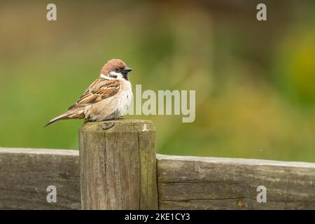 Baumsperling auf einem Zaun, Yorkshire, Großbritannien Stockfoto