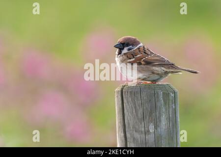 Im Frühjahr sitzt der Baumsperling auf einem Zaun Stockfoto