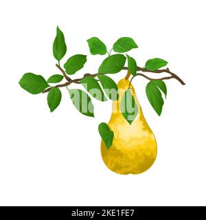 Zweig der Birnen mit gelb reifen Birne und Blätter auf weißem Herbst Hintergrund Aquarell Vitage Vektor Illustration editierbar Handzeichnungen Stock Vektor