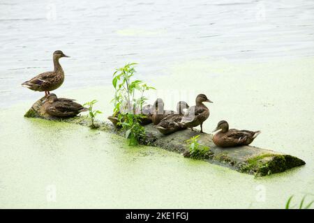 Eine Entenfamilie ruht auf einem Baumstamm, der mitten im See im Wasser liegt Stockfoto