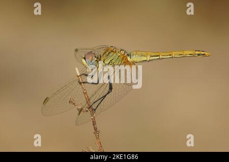 Nahaufnahme einer wandernden Darter-Libelle (sympetrum fonscolombii), die auf dem trockenen Gras steht Stockfoto