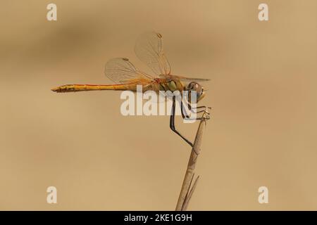 Nahaufnahme einer wandernden Darter-Libelle (sympetrum fonscolombii), die auf dem trockenen Gras steht Stockfoto